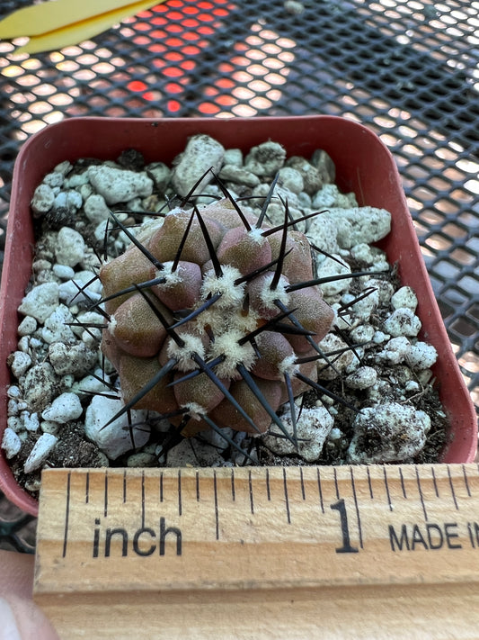 Copiapoa cinerea cactus #2