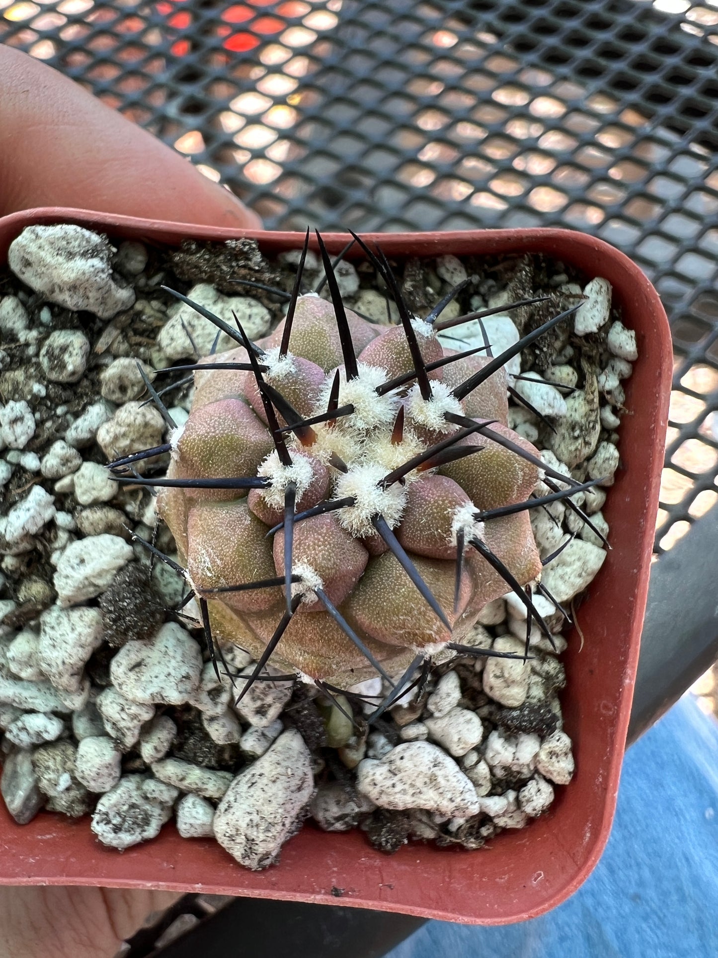 Copiapoa cinerea cactus #2