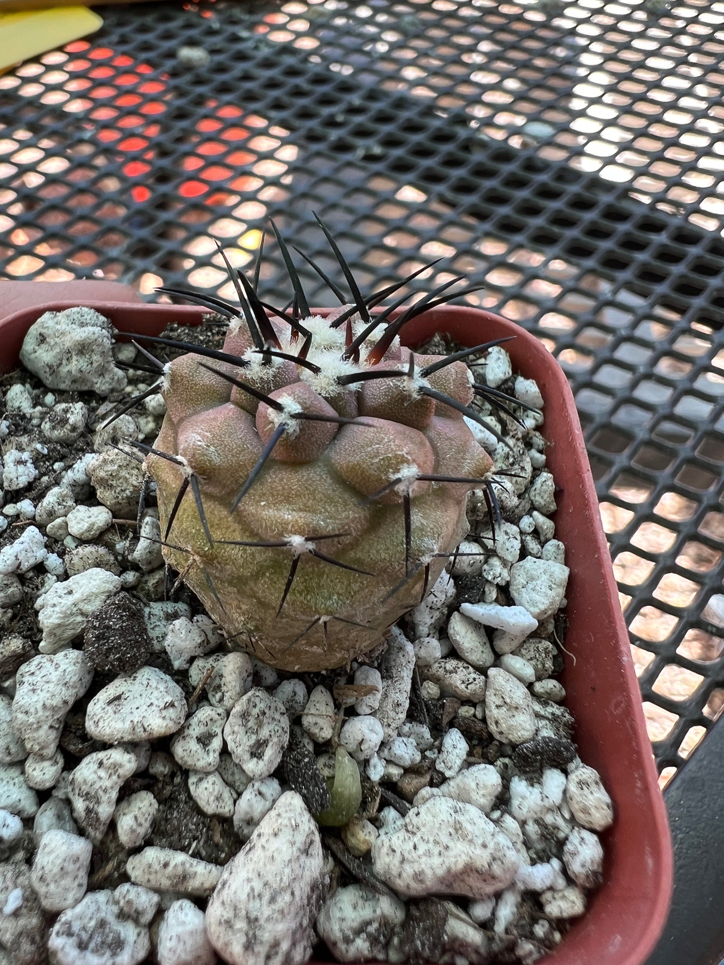 Copiapoa cinerea cactus #2