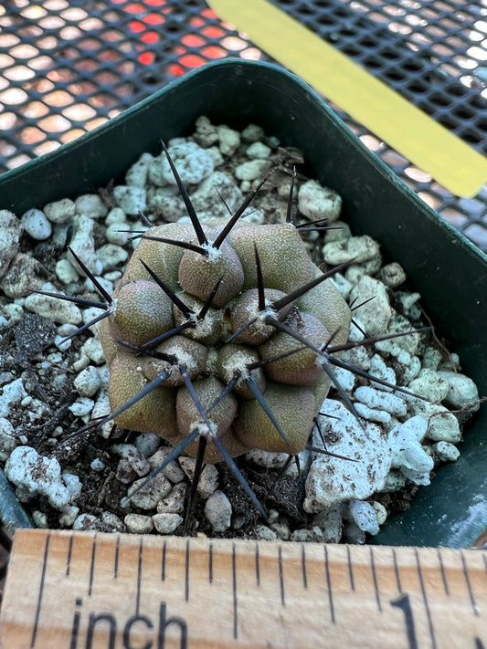 Copiapoa cinerea cactus #3 small growth split