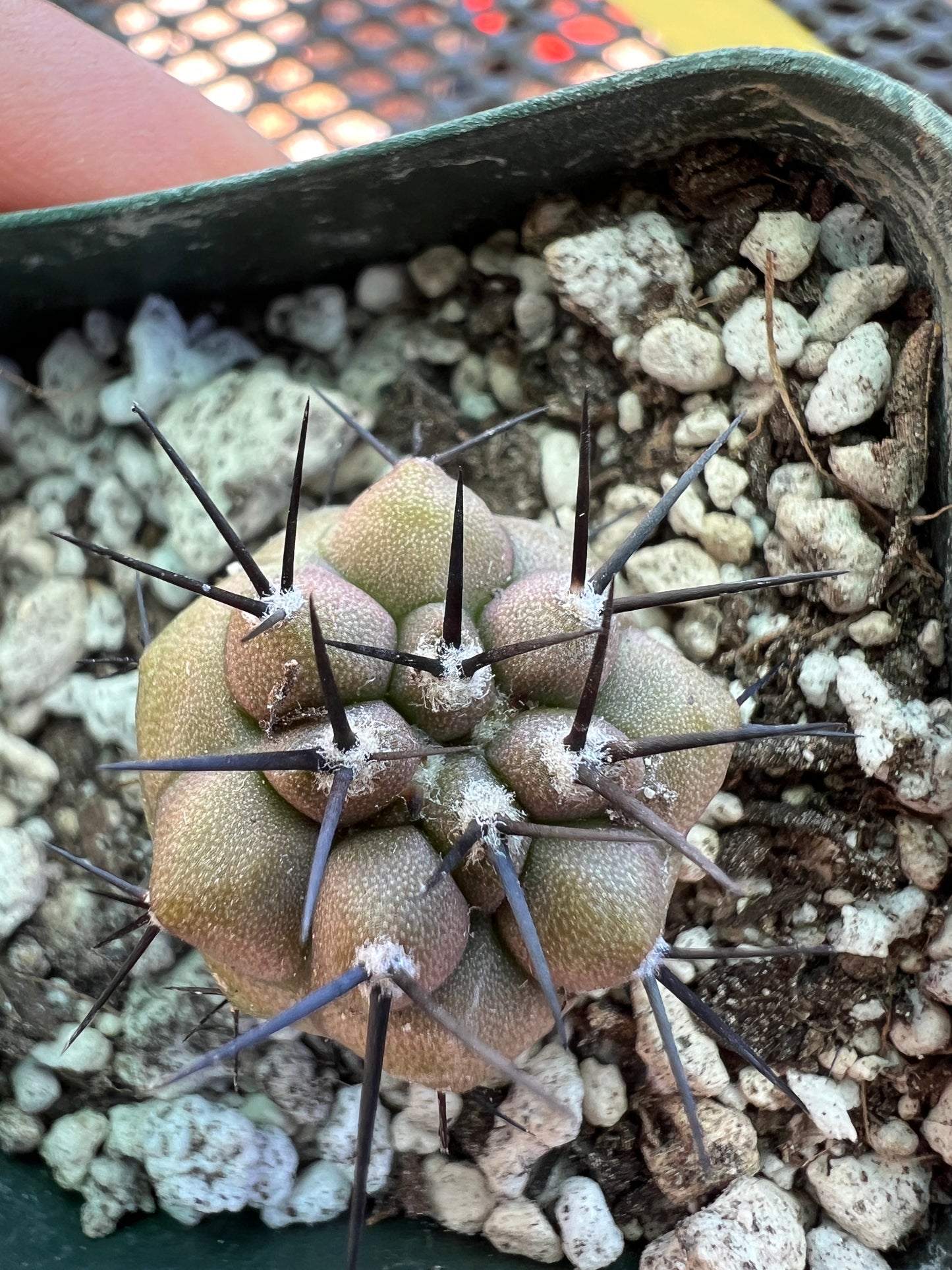 Copiapoa cinerea cactus #3 small growth split