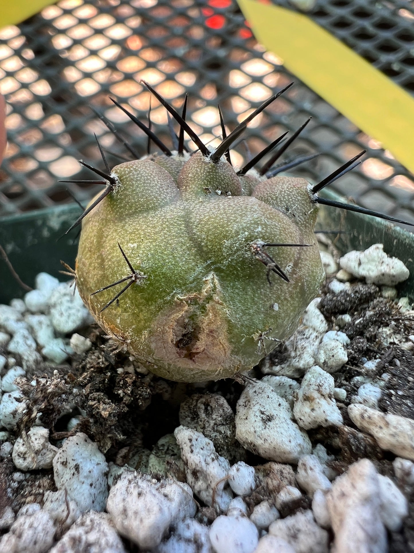 Copiapoa cinerea cactus #3 small growth split