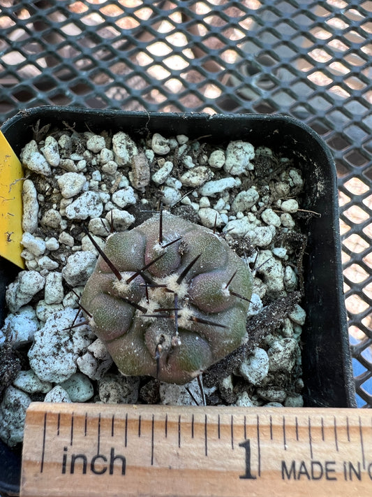 Copiapoa cinerea cactus #4