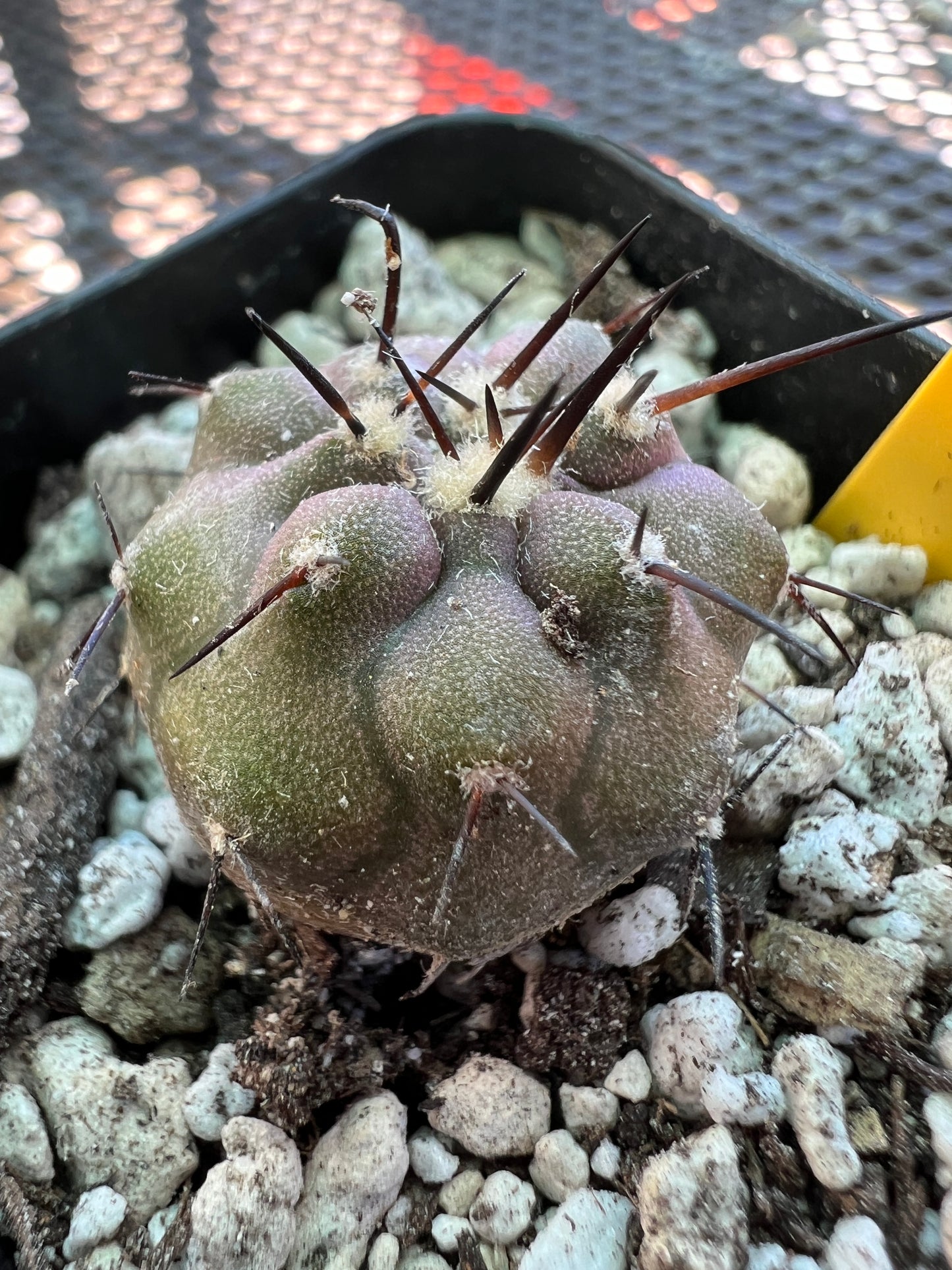 Copiapoa cinerea cactus #4