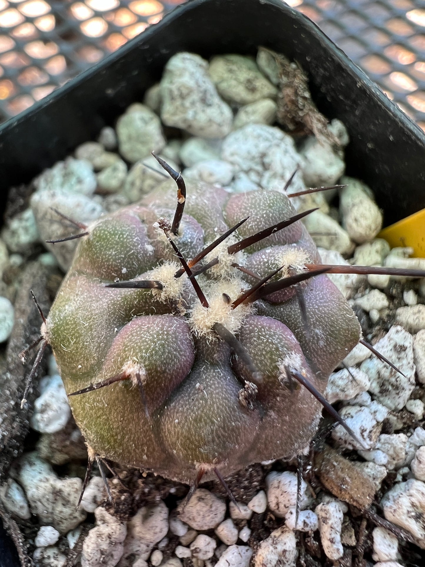 Copiapoa cinerea cactus #4