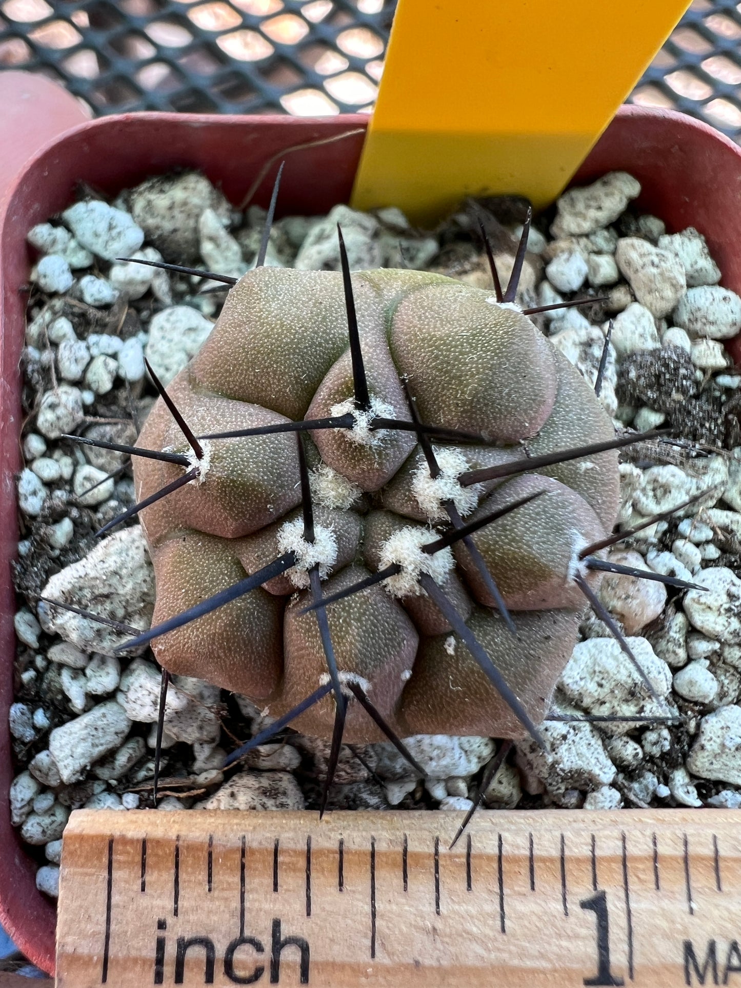 Copiapoa cinerea cactus #5