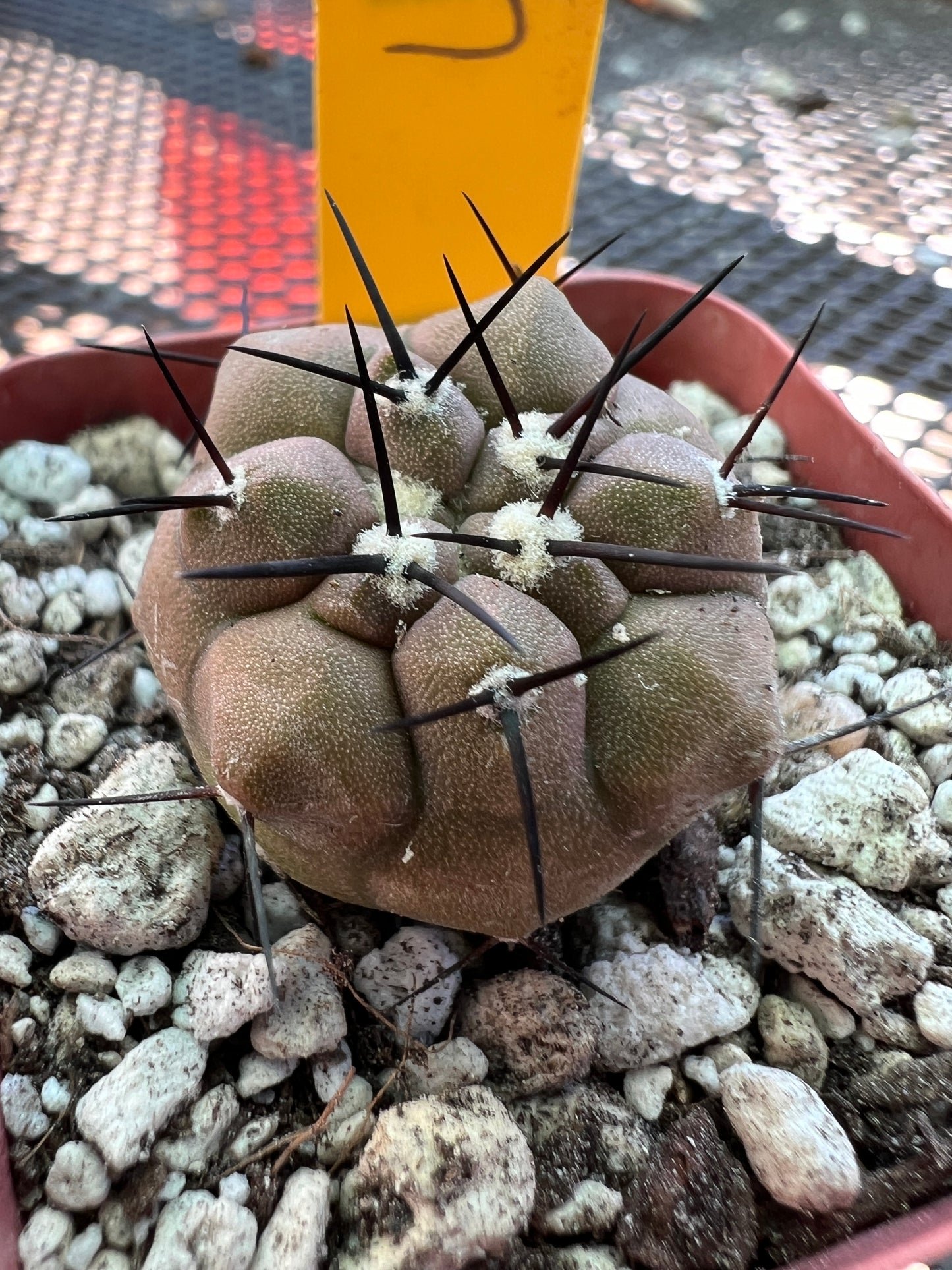 Copiapoa cinerea cactus #5