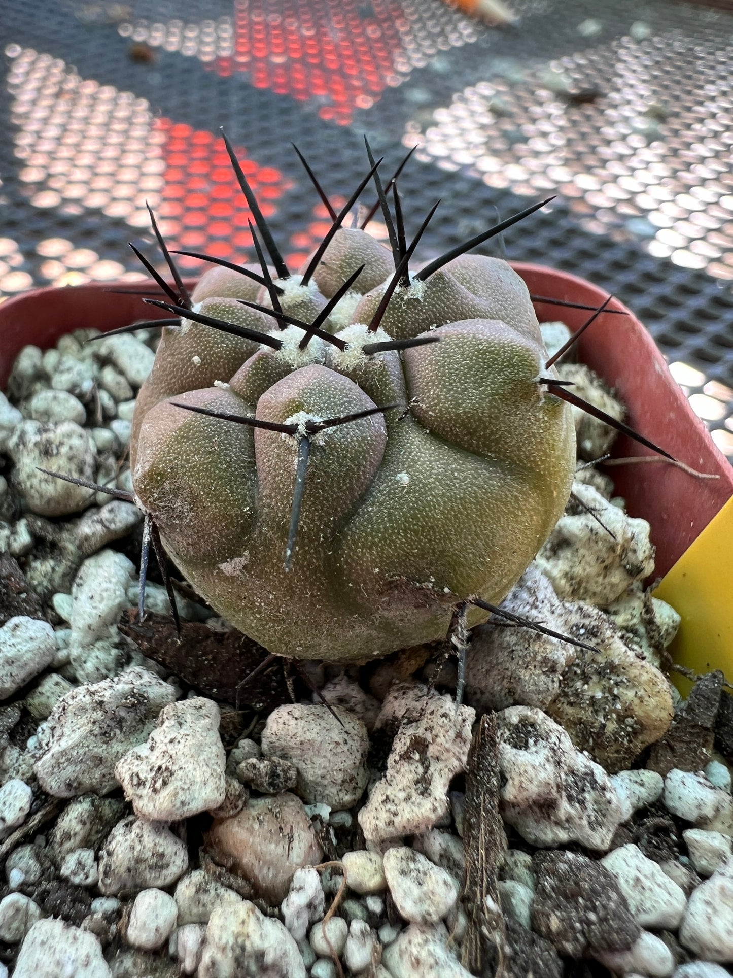 Copiapoa cinerea cactus #5