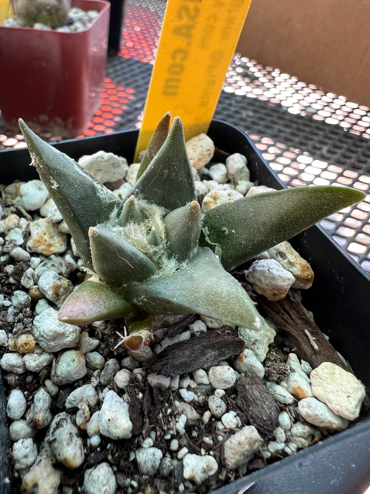 Ariocarpus trigonus in 2.5 inch pot #2