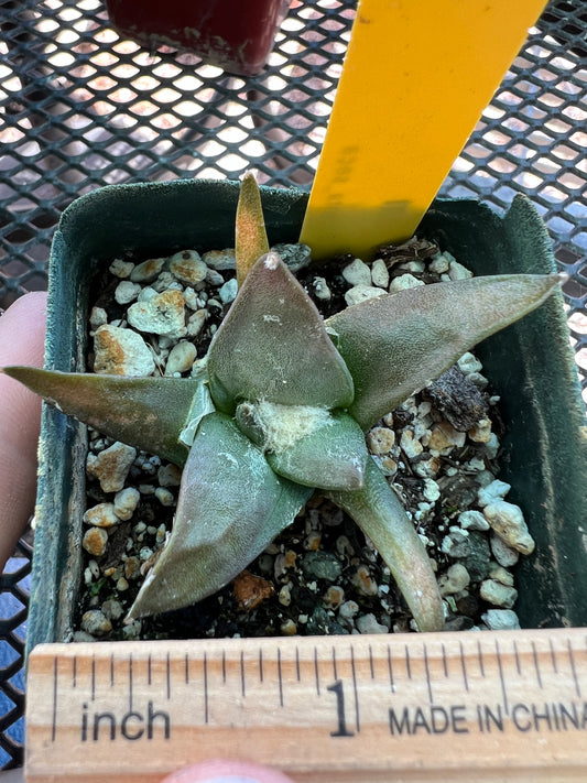 Ariocarpus retusus cactus #3 in 2 inch pot