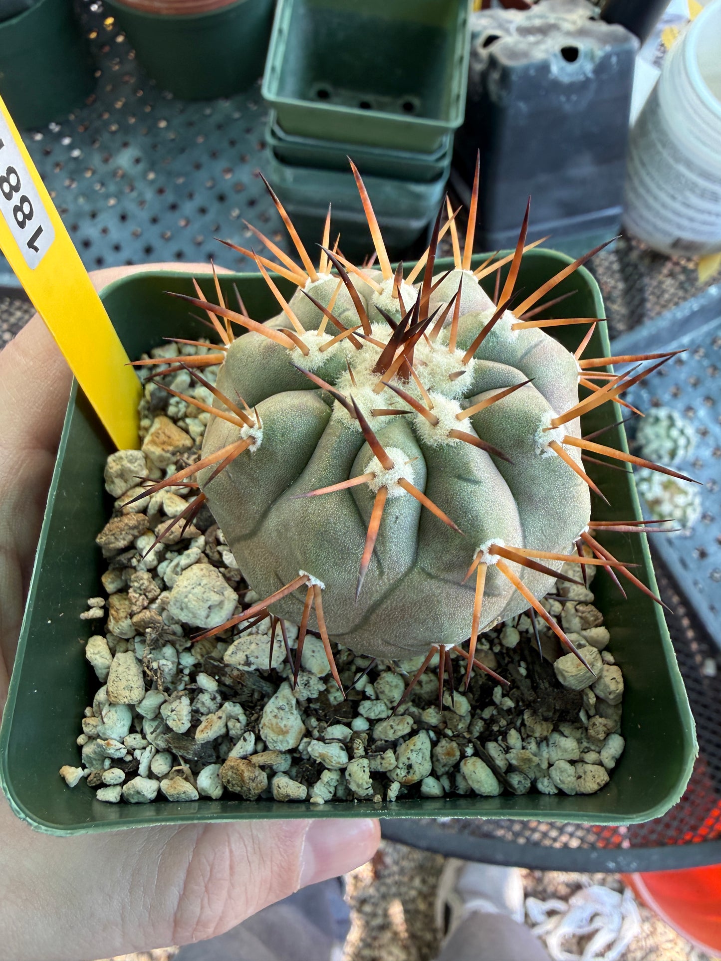 Copiapoa albispina