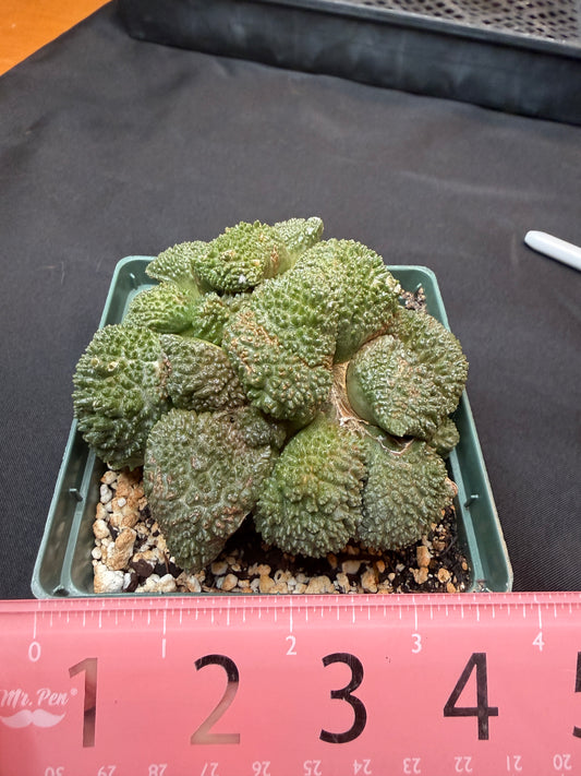 Ariocarpus Godzilla cluster on short graft 300