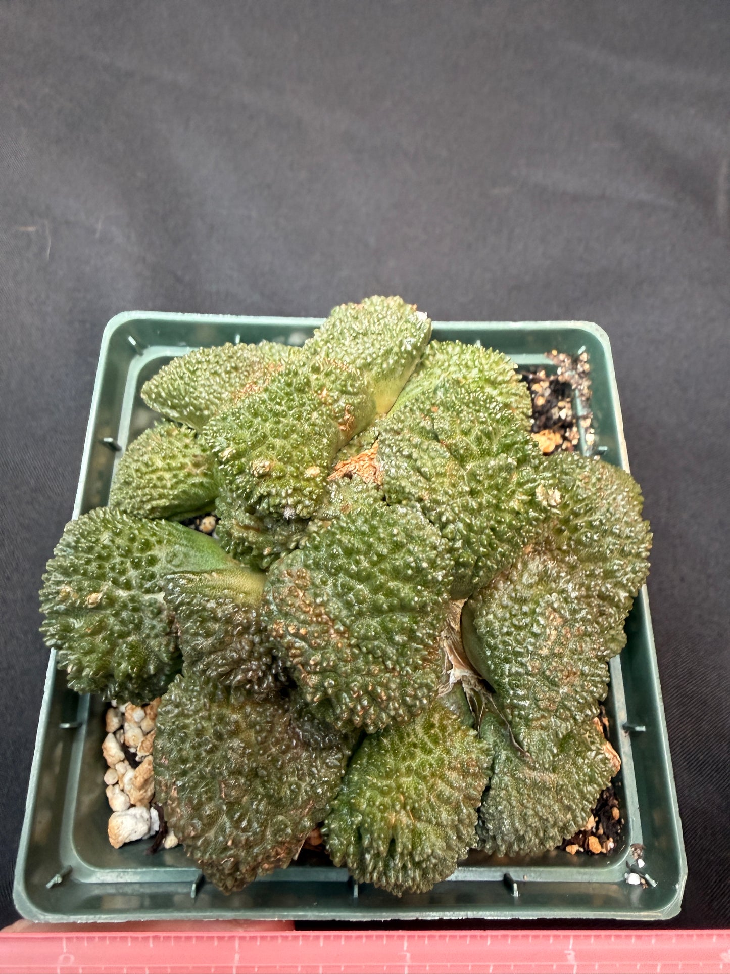 Ariocarpus Godzilla cluster on short graft 300