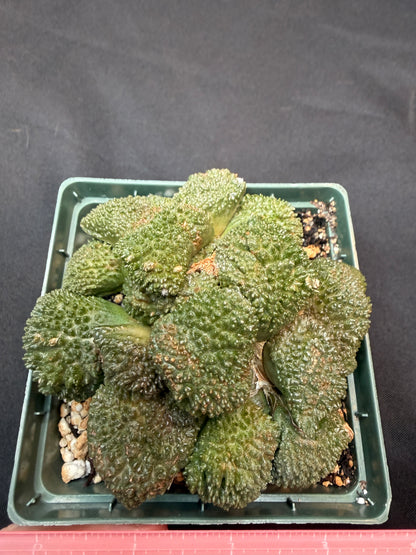 Ariocarpus Godzilla cluster on short graft 300