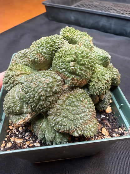Ariocarpus Godzilla cluster on short graft 300