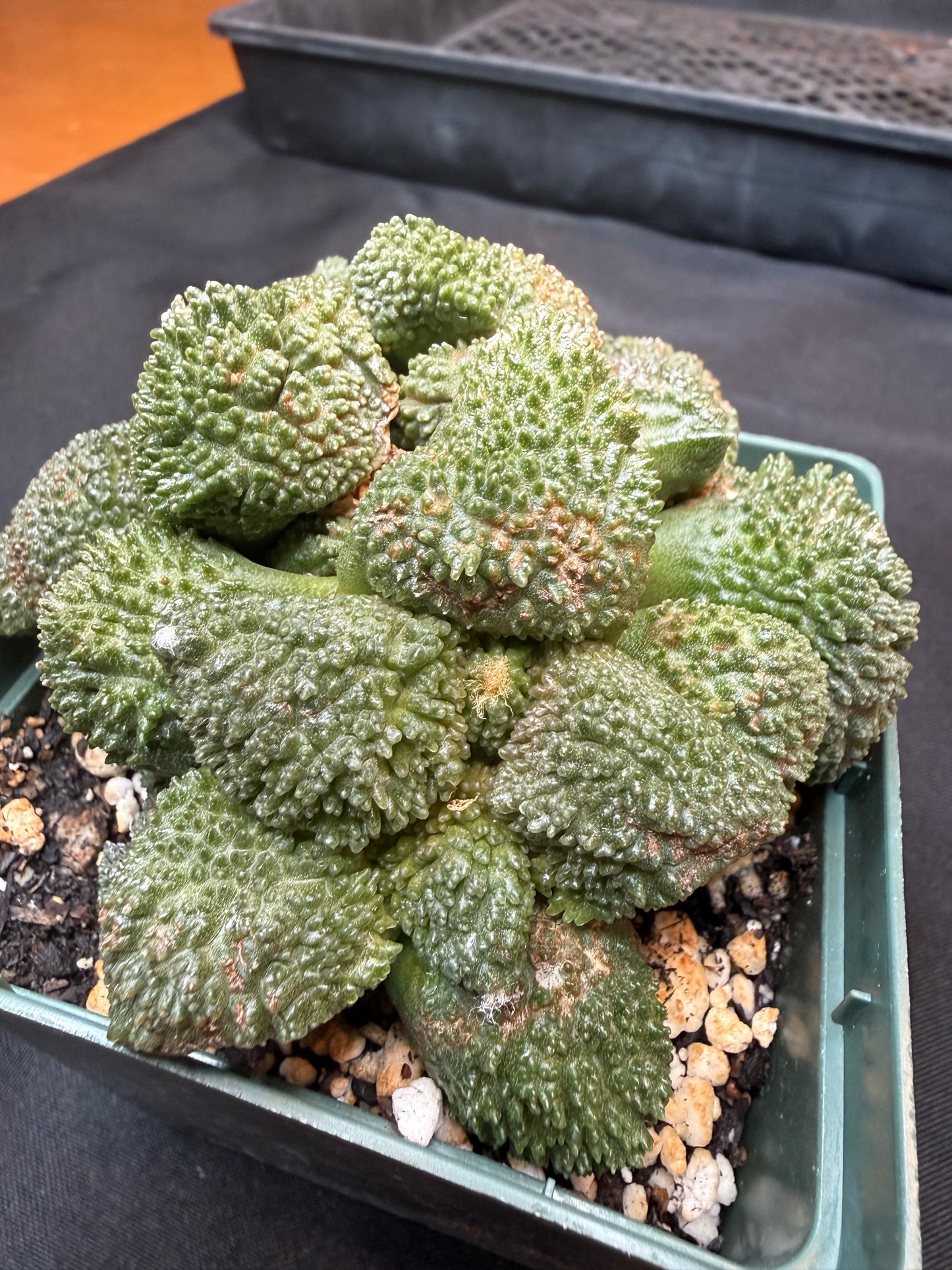 Ariocarpus Godzilla cluster on short graft 300