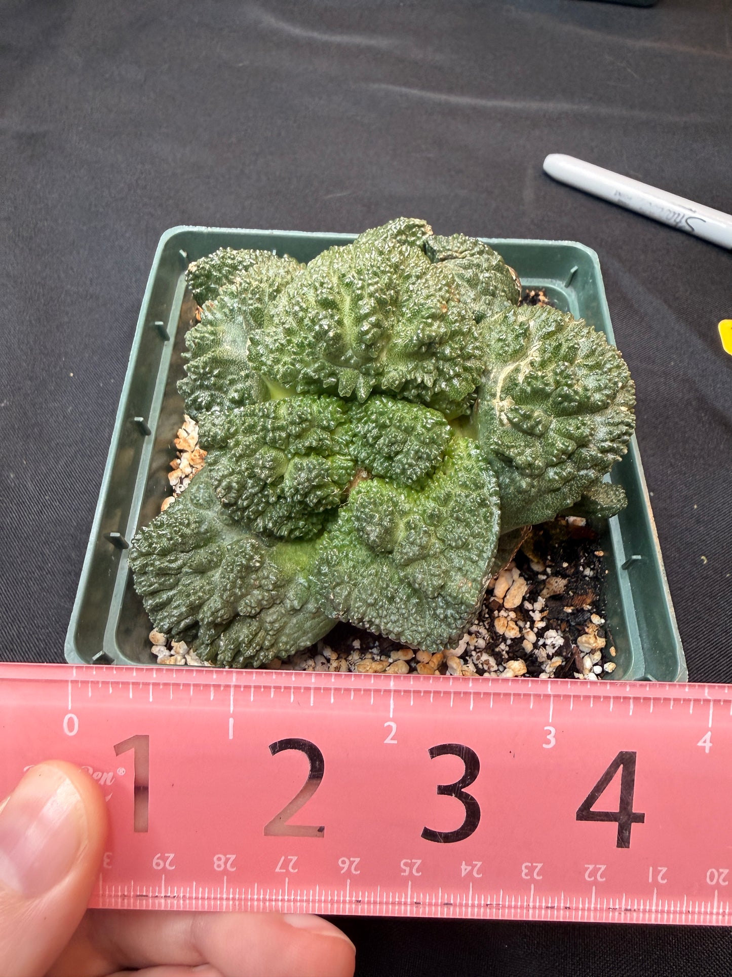 Ariocarpus Godzilla cluster on short graft 301