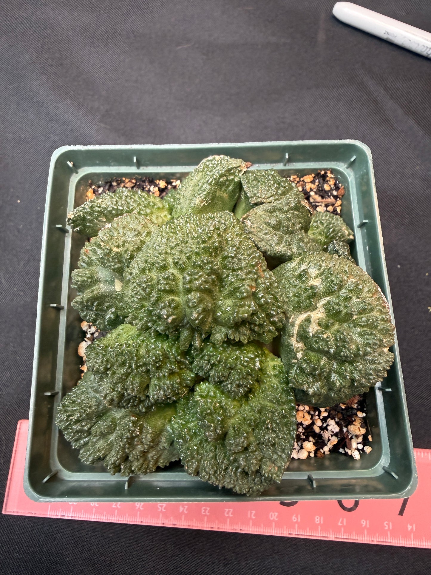 Ariocarpus Godzilla cluster on short graft 301