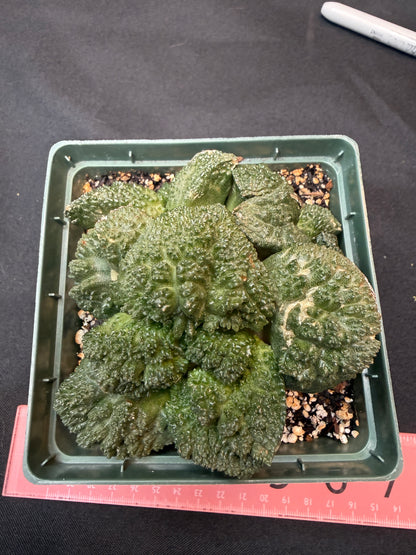 Ariocarpus Godzilla cluster on short graft 301