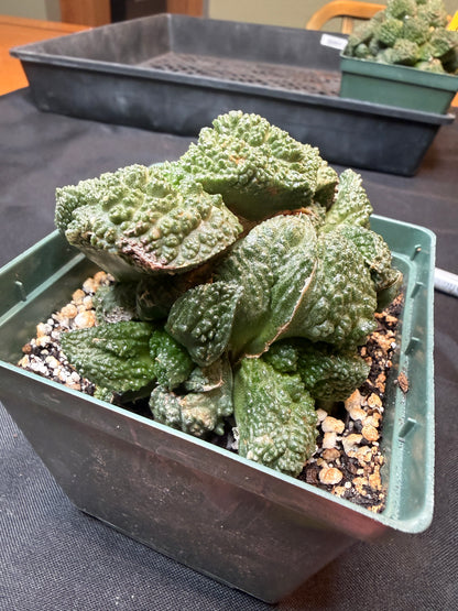 Ariocarpus Godzilla cluster on short graft 301