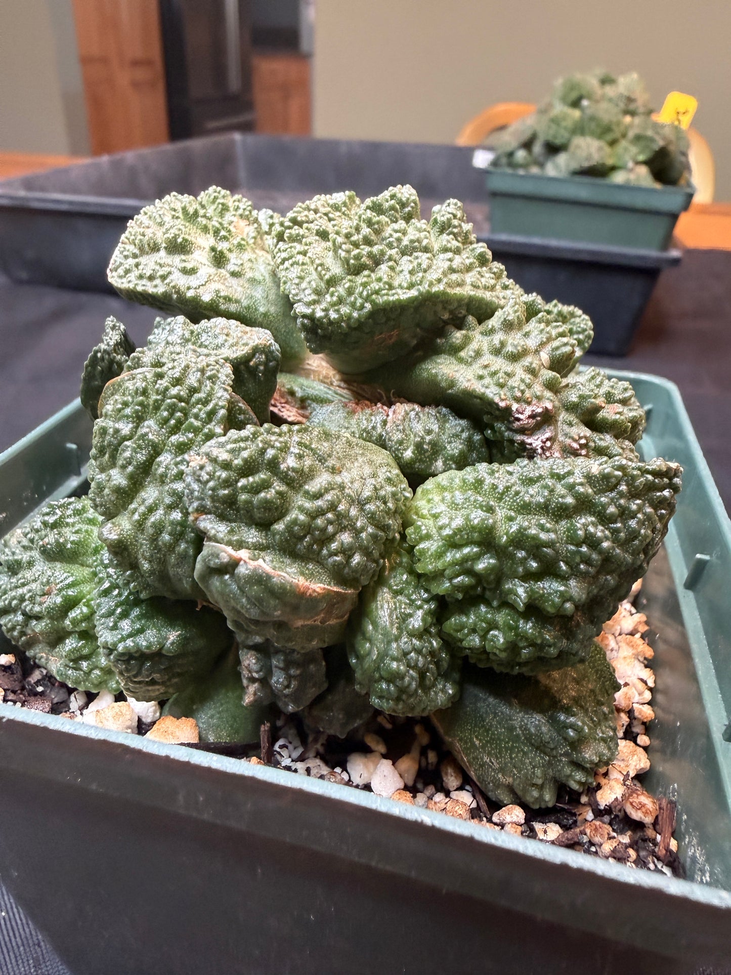 Ariocarpus Godzilla cluster on short graft 301