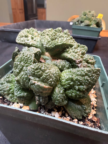 Ariocarpus Godzilla cluster on short graft 301