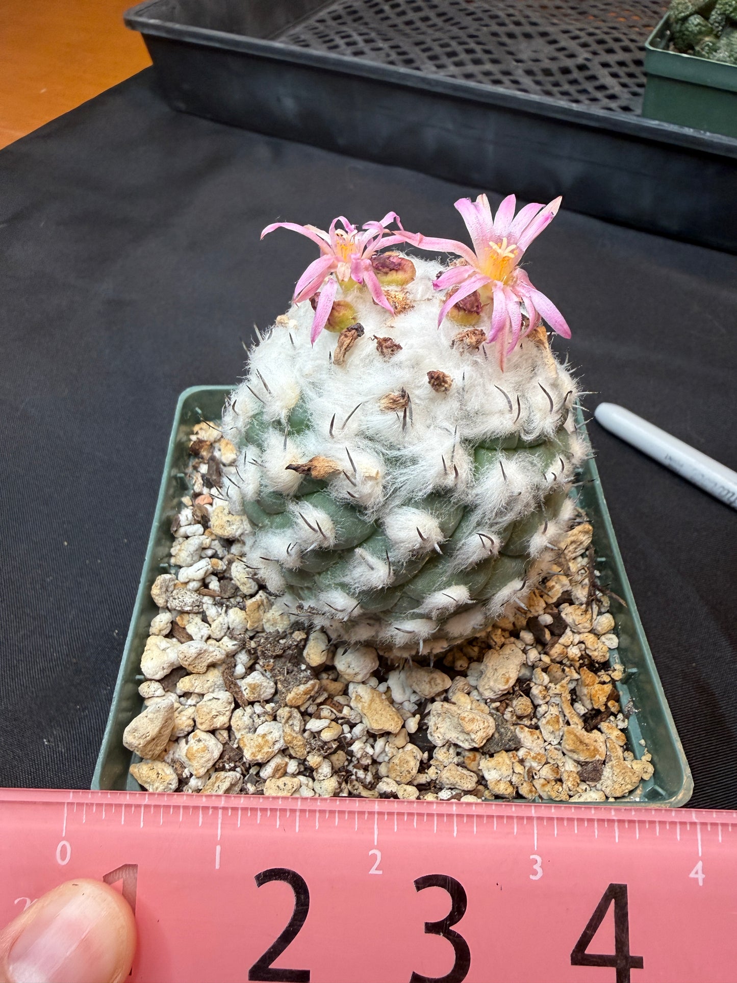 Turbinicarpus lophophoroides old specimen 302