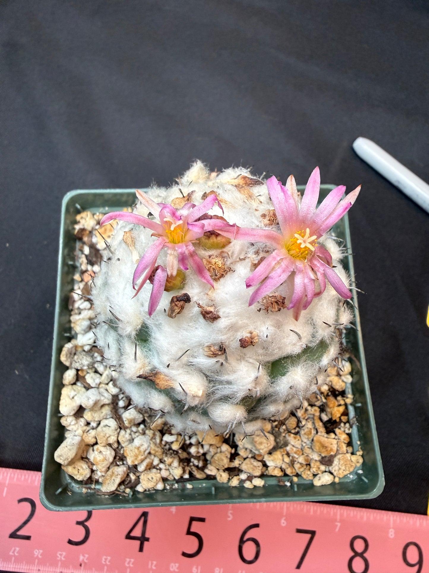 Turbinicarpus lophophoroides old specimen 302
