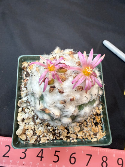 Turbinicarpus lophophoroides old specimen 302