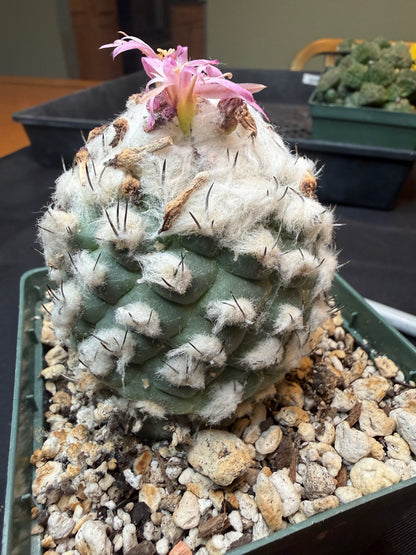 Turbinicarpus lophophoroides old specimen 302