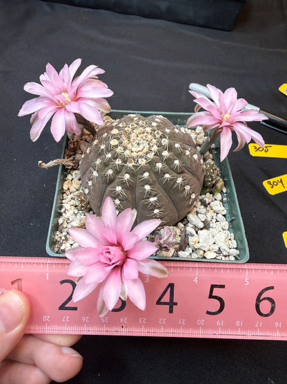 Gymnocalycium ragonesei pink flower large specimen 303