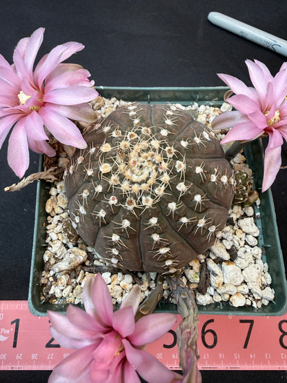 Gymnocalycium ragonesei pink flower large specimen 303