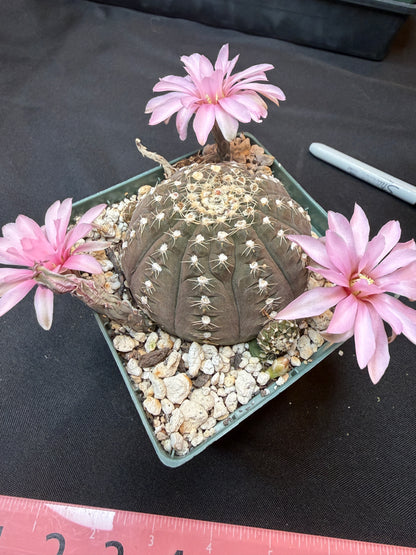Gymnocalycium ragonesei pink flower large specimen 303