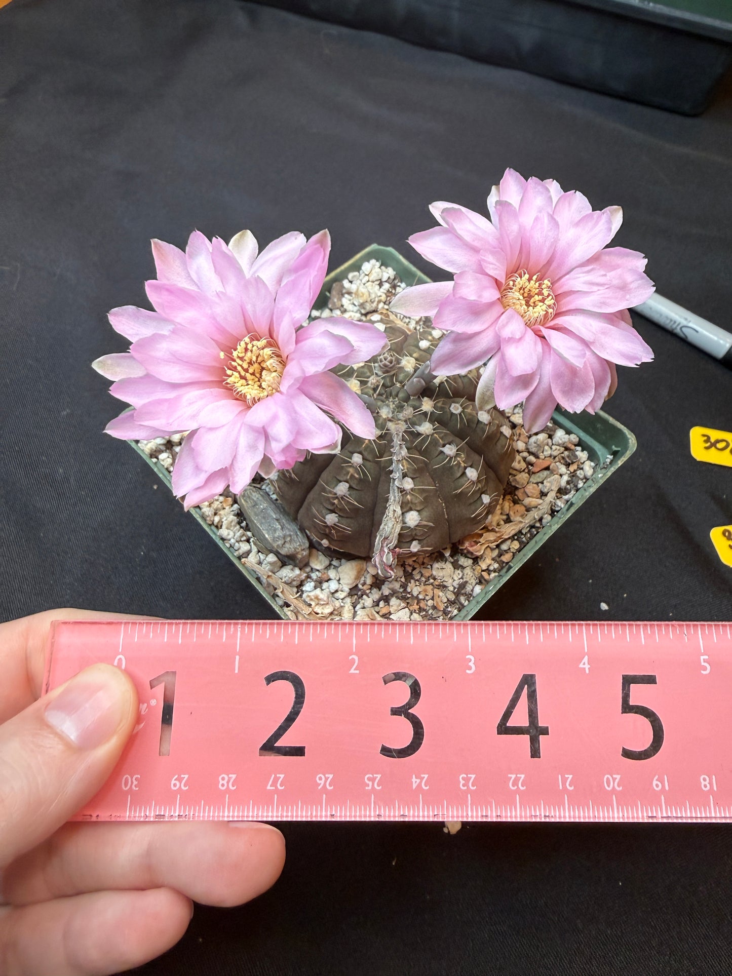 Gymnocalycium ragonesei pink flower large 304