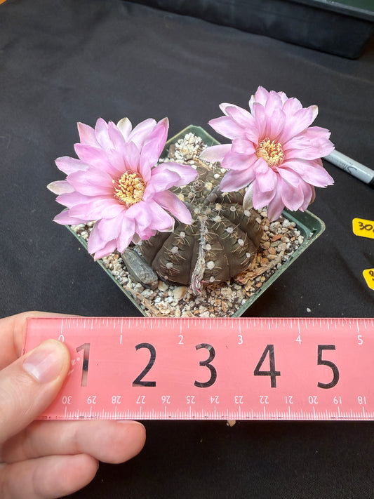 Gymnocalycium ragonesei pink flower large 304