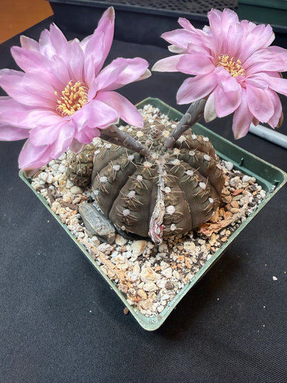 Gymnocalycium ragonesei pink flower large 304