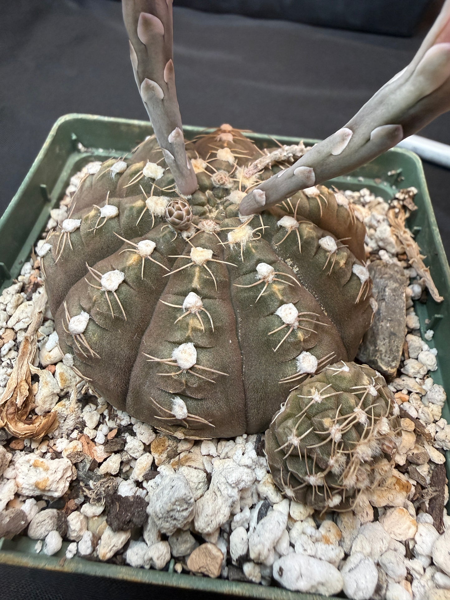 Gymnocalycium ragonesei pink flower large 304