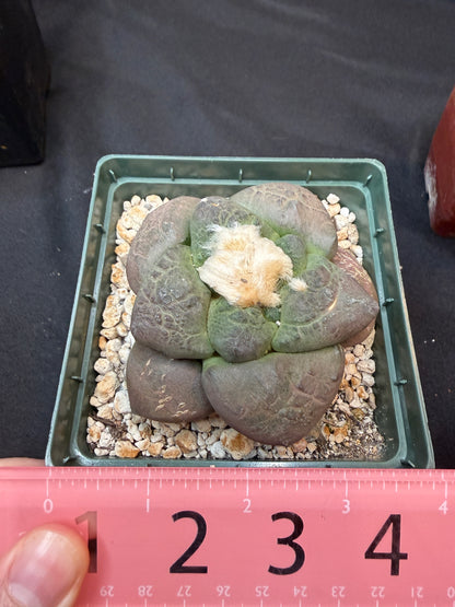 Ariocarpus lloydii latus large 4 inch 305