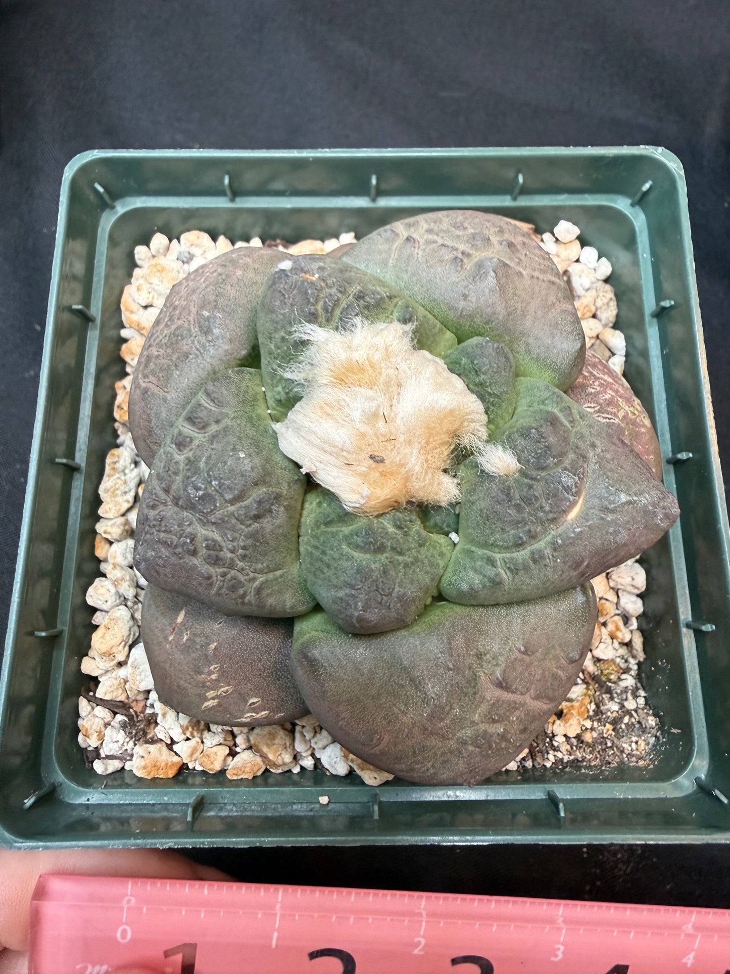 Ariocarpus lloydii latus large 4 inch 305