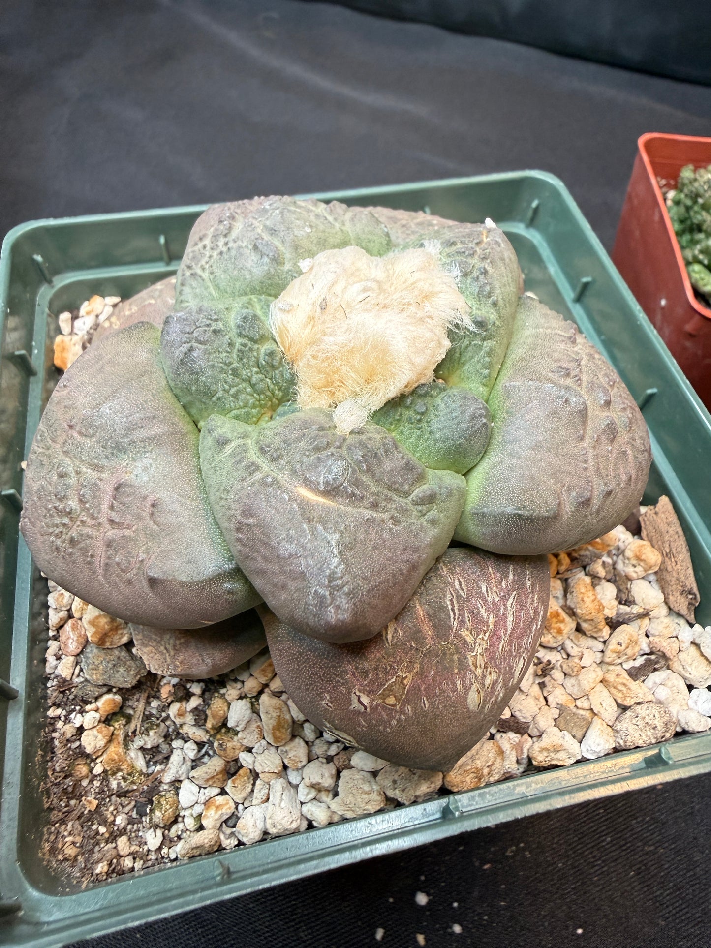 Ariocarpus lloydii latus large 4 inch 305