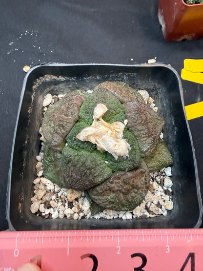 Ariocarpus lloydii large 306
