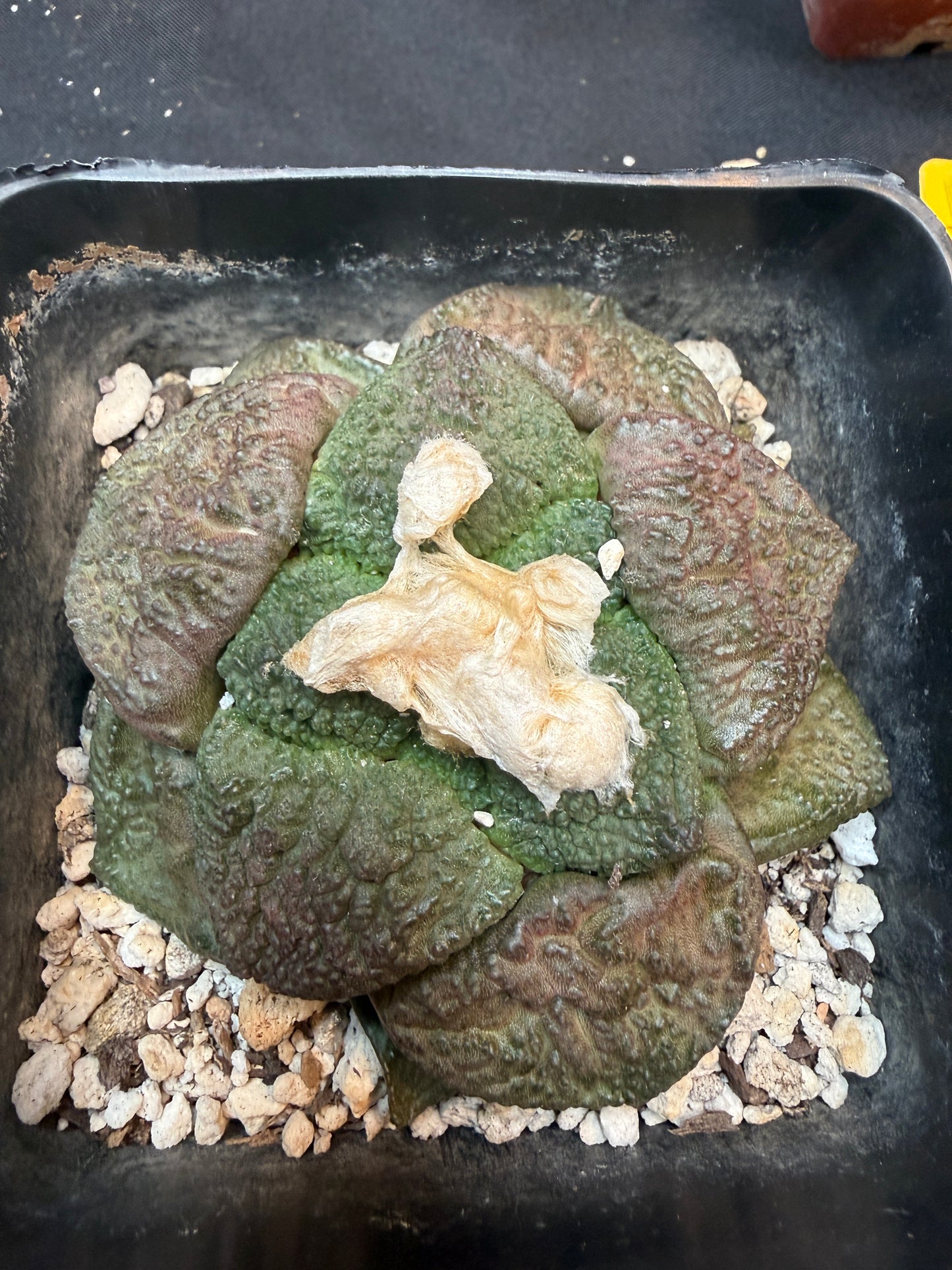 Ariocarpus lloydii large 306