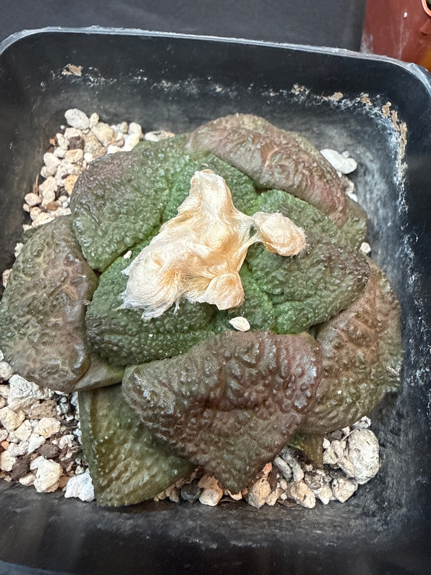 Ariocarpus lloydii large 306