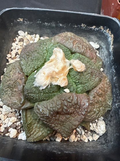 Ariocarpus lloydii large 306