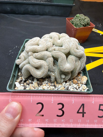 Mammillaria microthele crest large 307