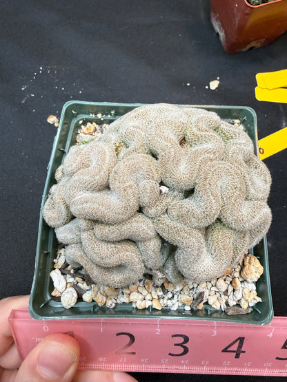 Mammillaria microthele crest large 307