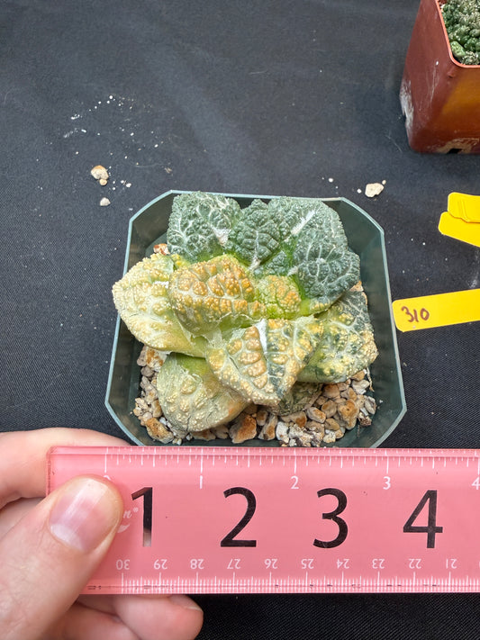Ariocarpus Godzilla variegated on short graft 308