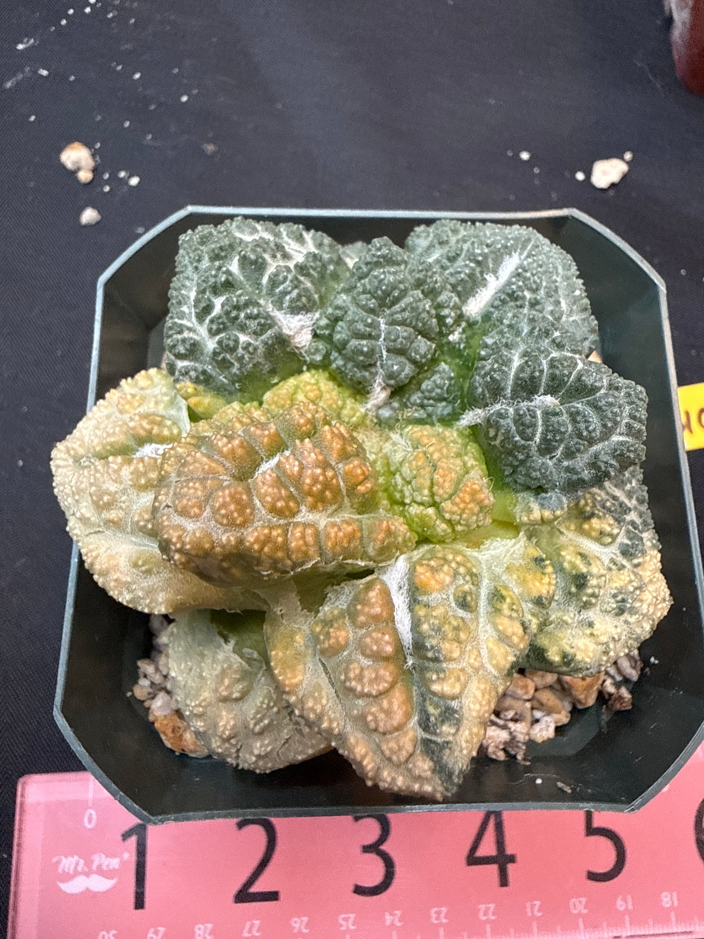 Ariocarpus Godzilla variegated on short graft 308