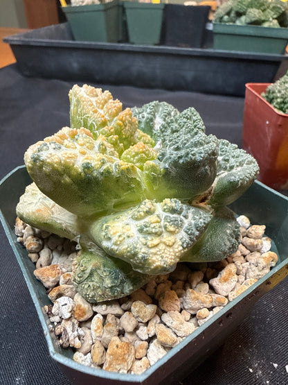Ariocarpus Godzilla variegated on short graft 308