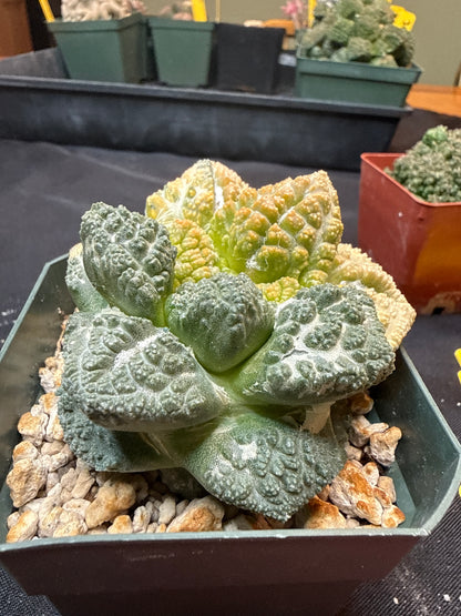 Ariocarpus Godzilla variegated on short graft 308